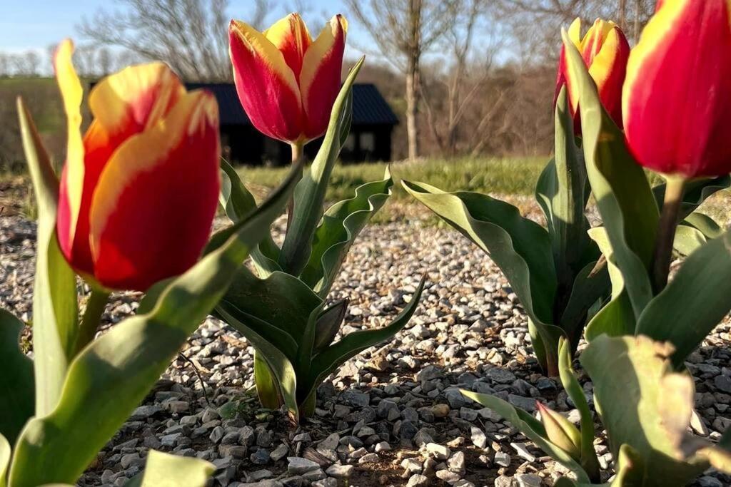 #4 Kentucky Bourbon Trail Bourbon Barrel Cottages Lawrenceburg Экстерьер фото